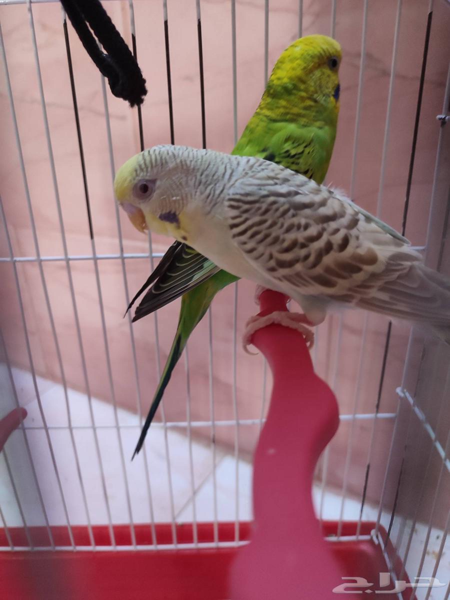 Two female budgies with rare and luxurious mutations for sale, ready for breeding63402177644802112