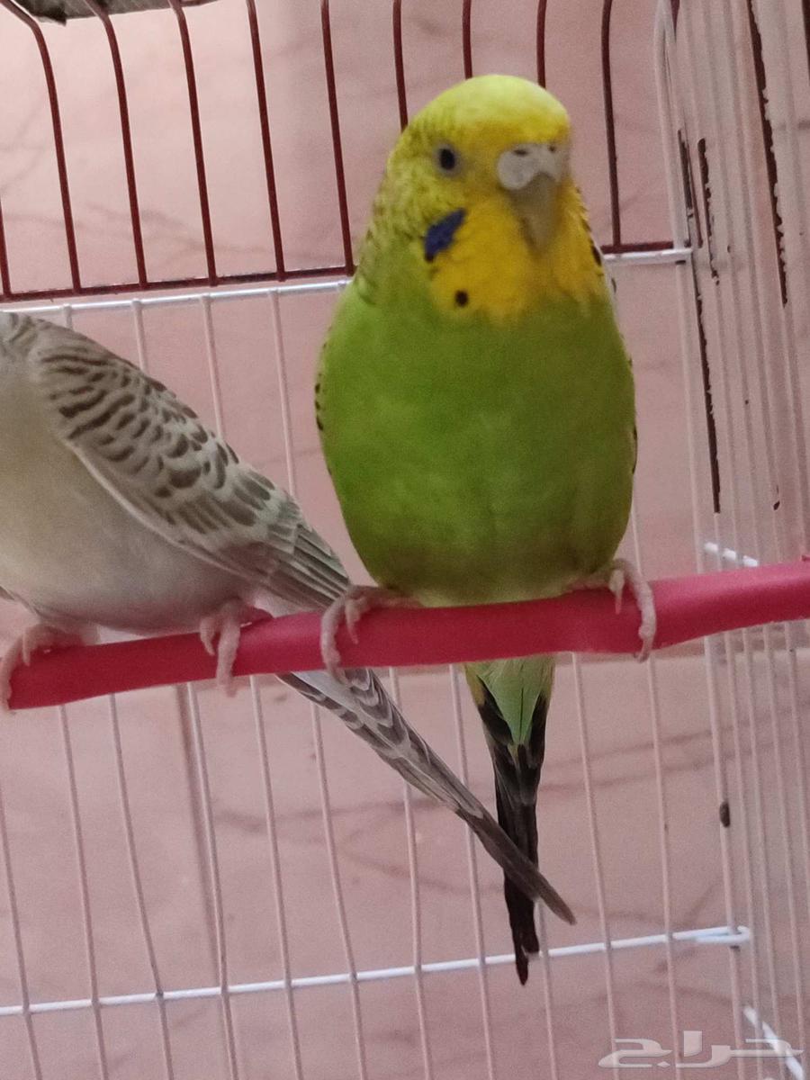 Two female budgies with rare and luxurious mutations for sale, ready for breeding634021776448021123