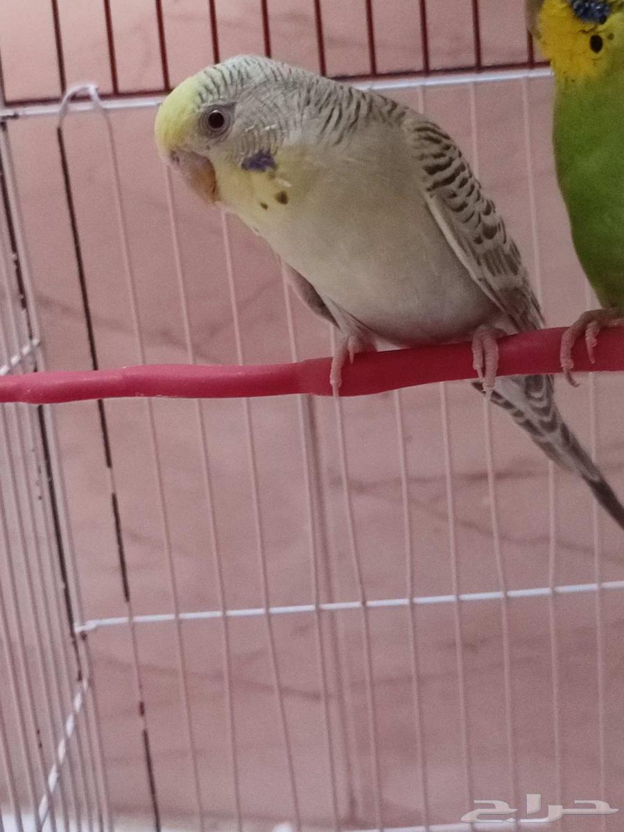 Two female budgies with rare and luxurious mutations for sale, ready for breeding63402177644802111