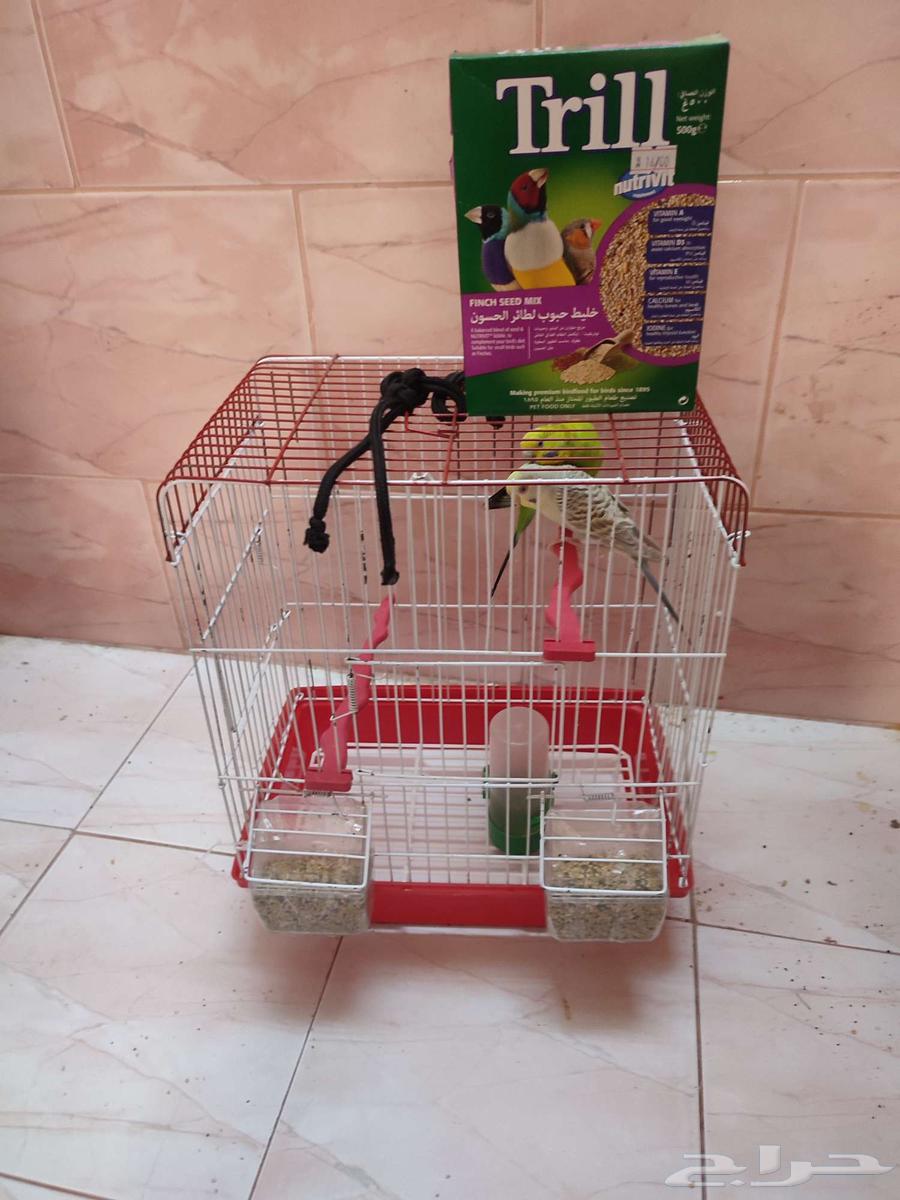 Two female budgies with rare and luxurious mutations for sale, ready for breeding63402177644802113