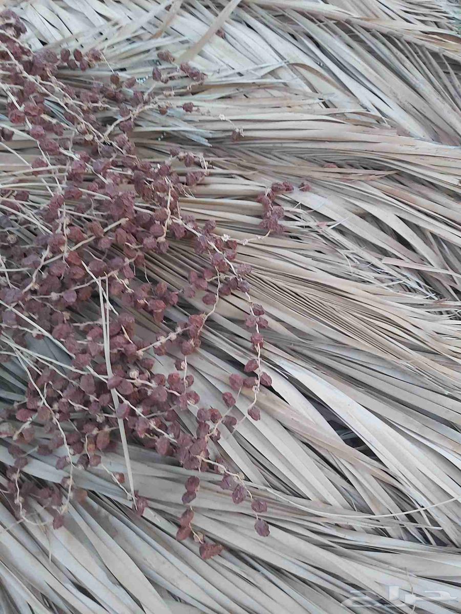 Date palm leaves, date palm stems, and herbs63396577710979112