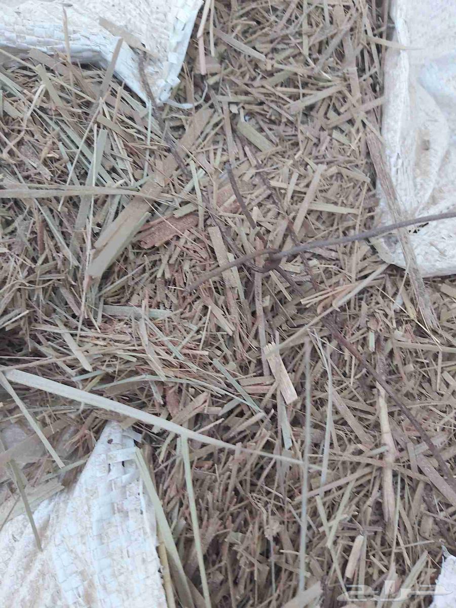 Date palm leaves, date palm stems, and herbs63396577710979113