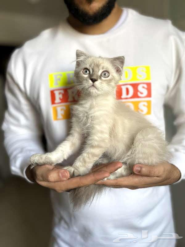 Scotch Fold kittens for sale63012744936451112