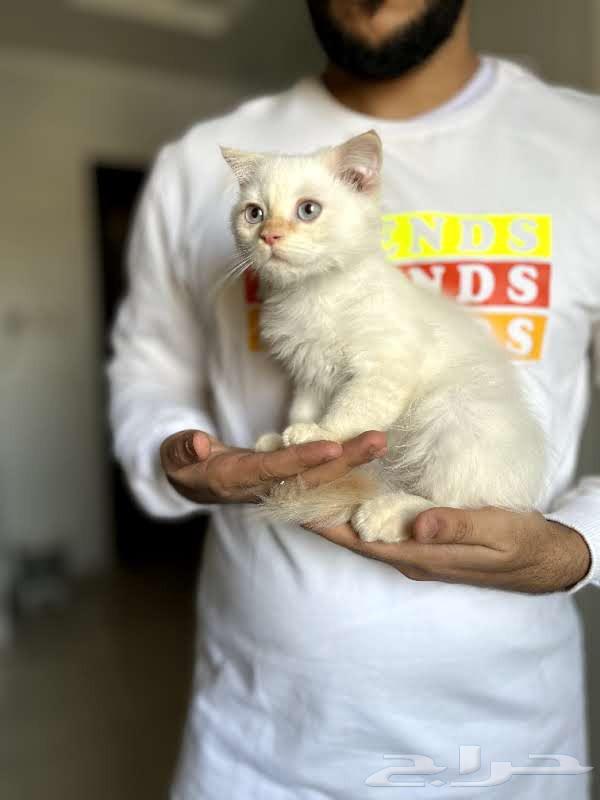 Scotch Fold kittens for sale63012744936451113