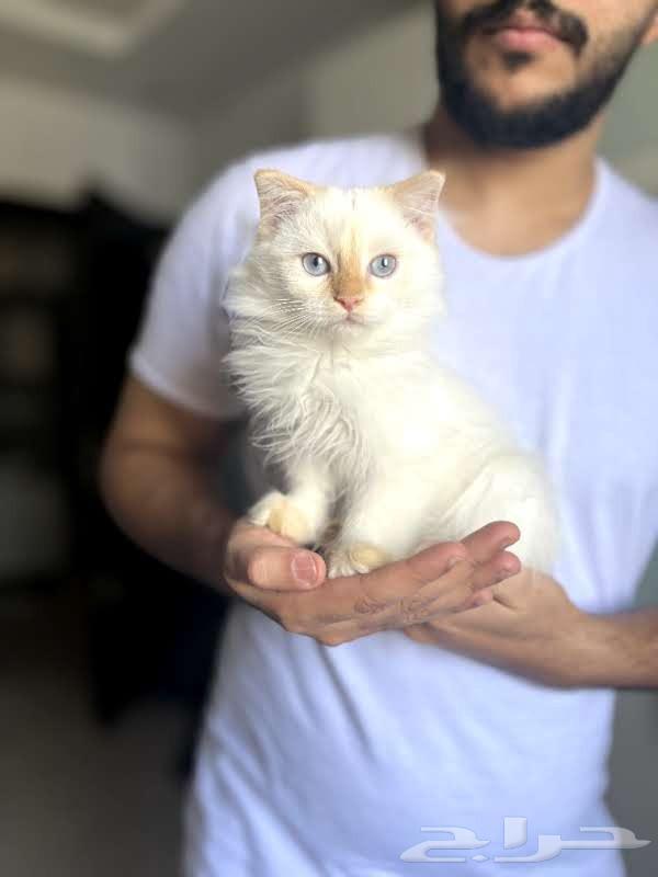 Scotch Fold kittens for sale63012744936451111