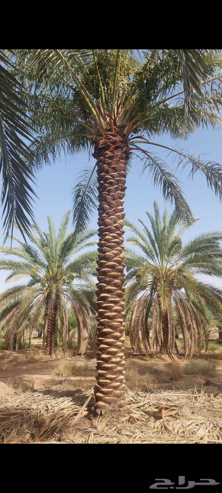 Date palms for sale63402171951745113