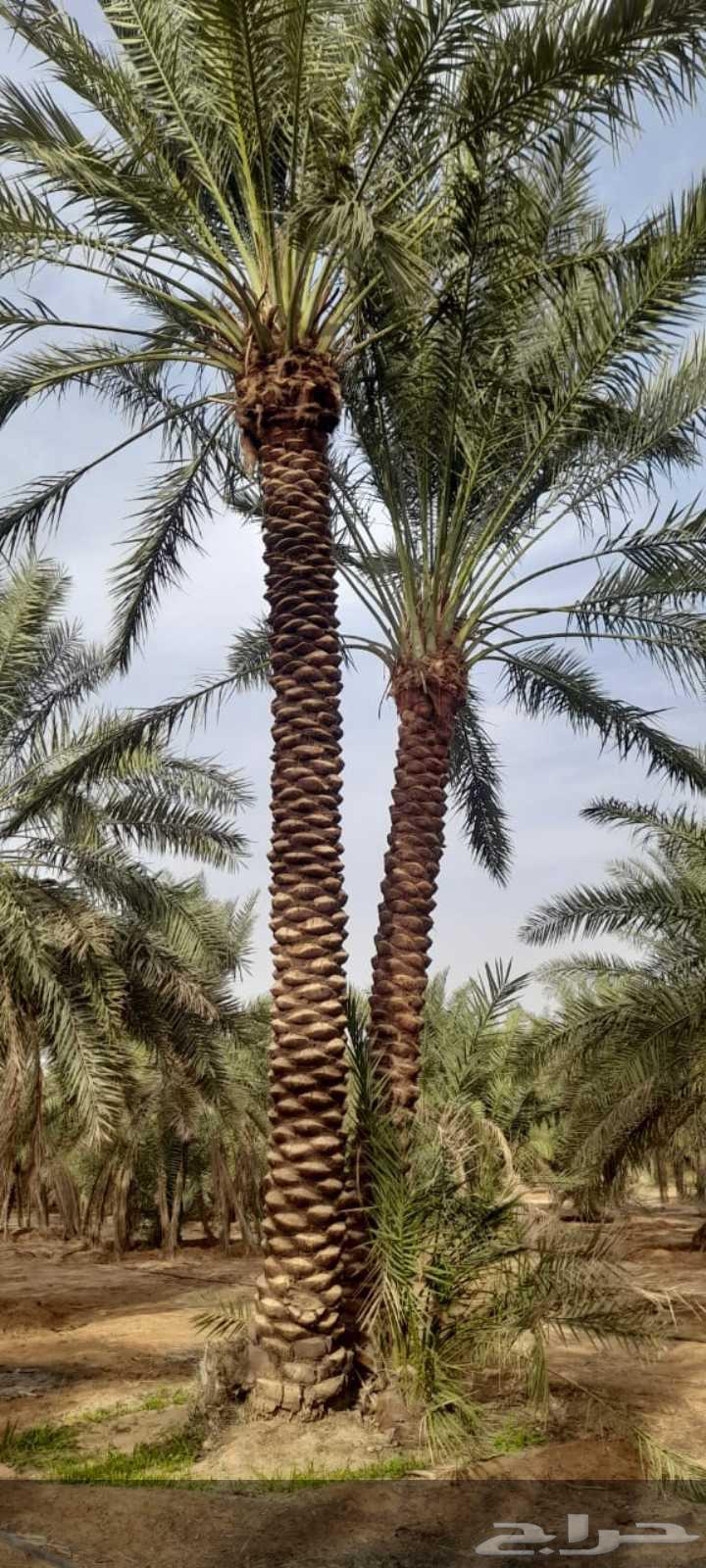Date palms for sale63402171951745111