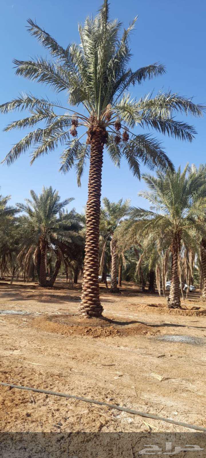 Date palms for sale63402171951745114