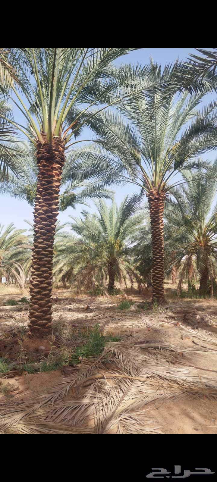 Date palms for sale634021719517451125