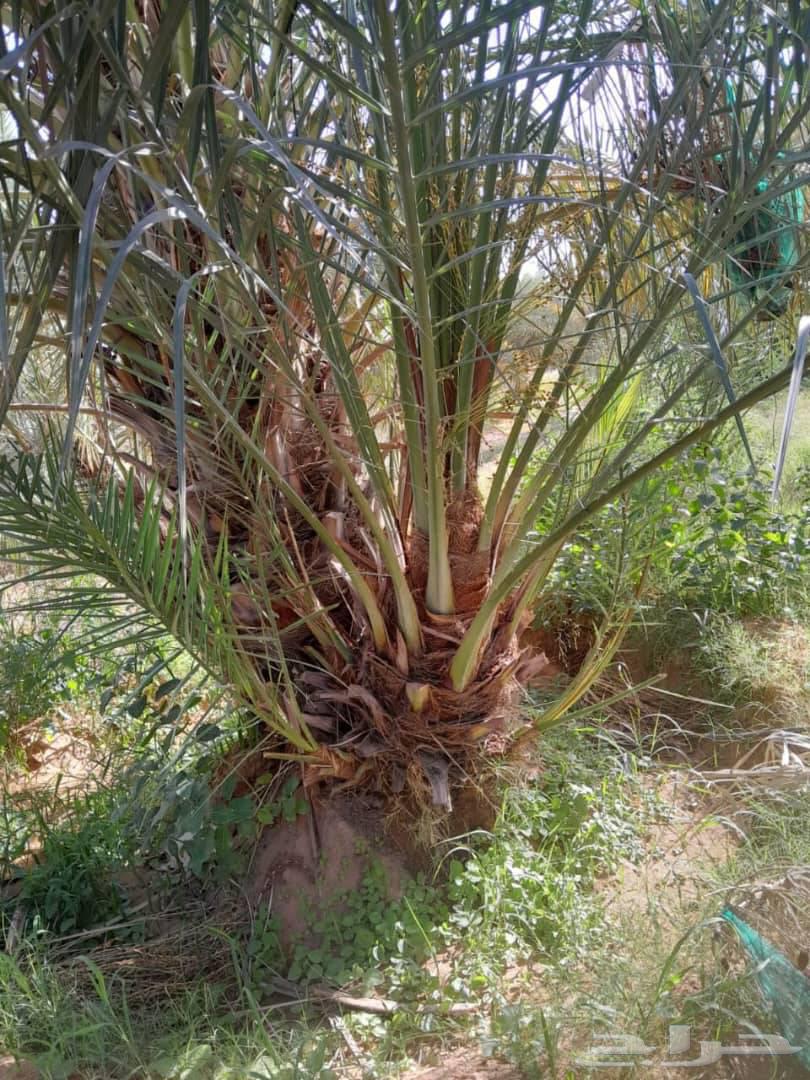 نخيل مثمر للبيع سكري برحي صقعي مجدوله خلاص ملكي63396598354561114