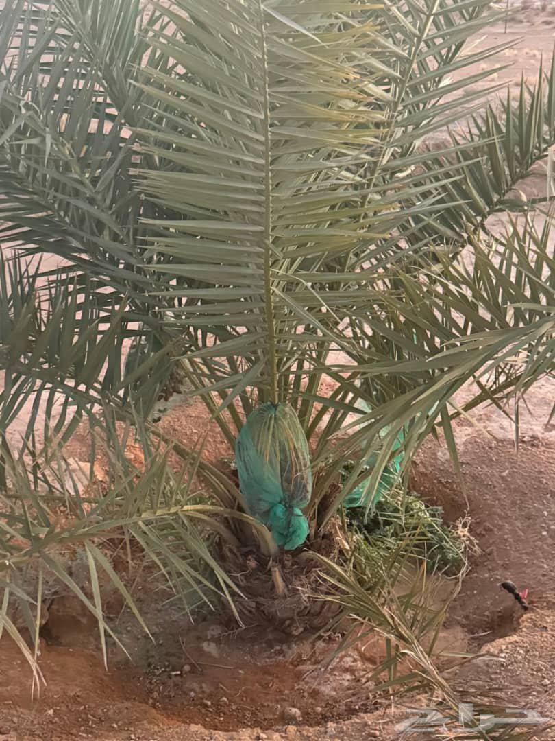 نخيل مثمر للبيع سكري برحي صقعي مجدوله خلاص ملكي63396598354561112
