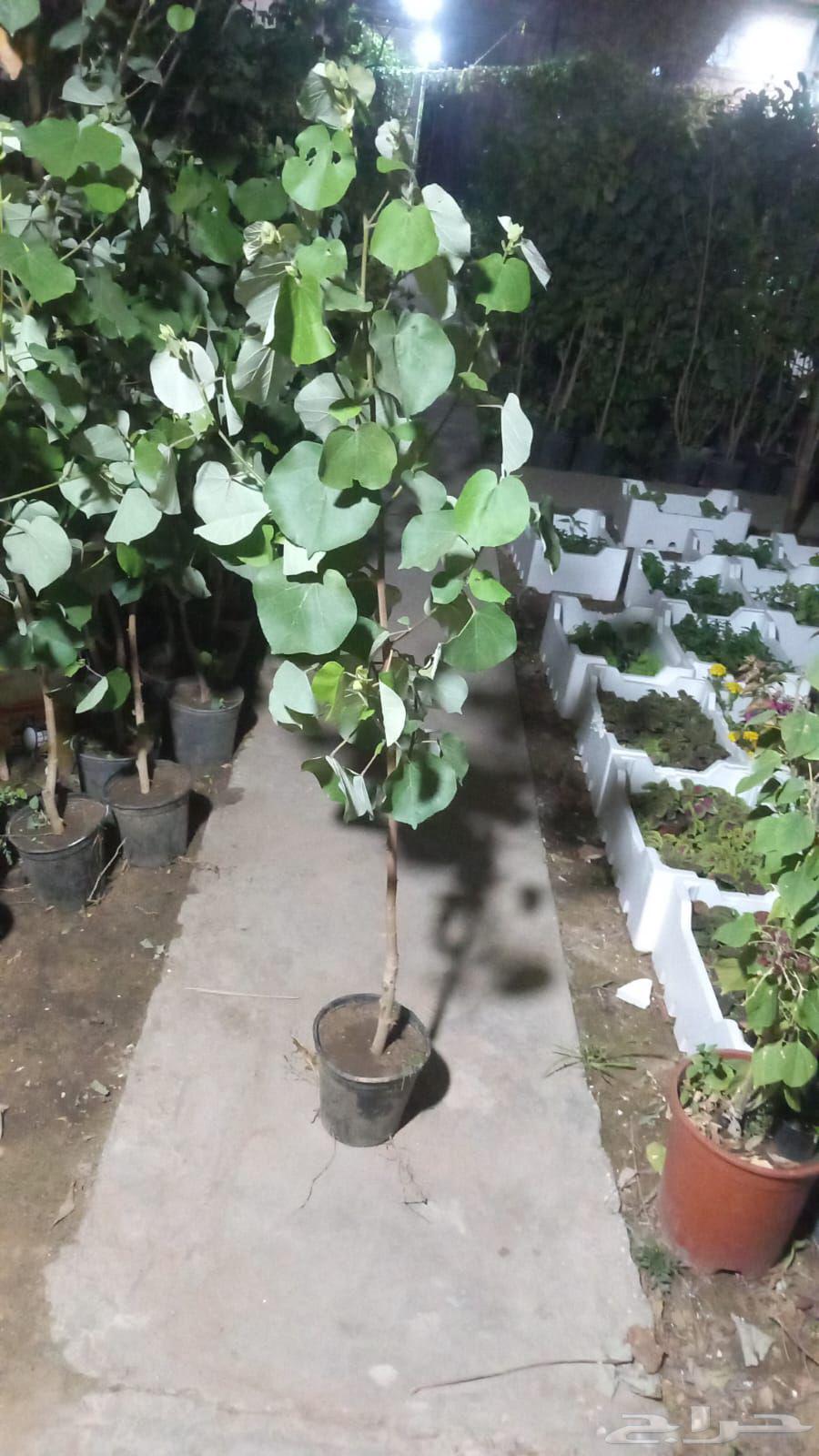 مشتل تحفه الزراعه63382199411329111