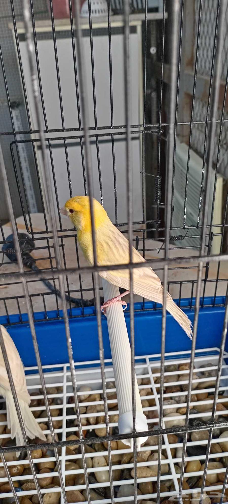 جوز كناري ستنايت (تم البيع)63396593459970112