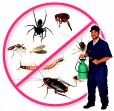 Pest Control Company for Insecticide Spraying, Insecticide, Ants, Cockroaches, Lizards, and Rodents636133952142111116