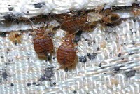 Pest Control Company for Insecticide Spraying, Insecticide, Ants, Cockroaches, Lizards, and Rodents63613395214211112