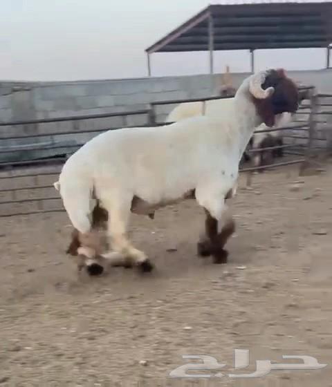 فحل نعيمي صنف فاخر للبيع63801545677187110
