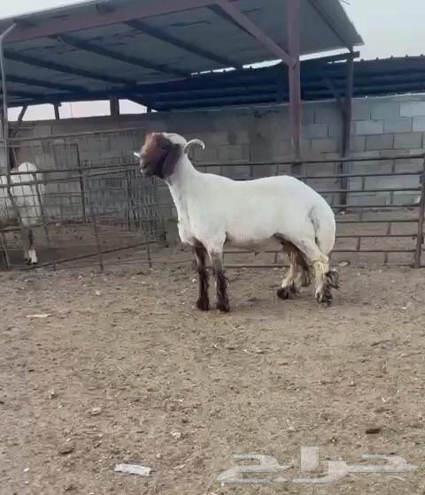 فحل نعيمي صنف فاخر للبيع63801545677187111