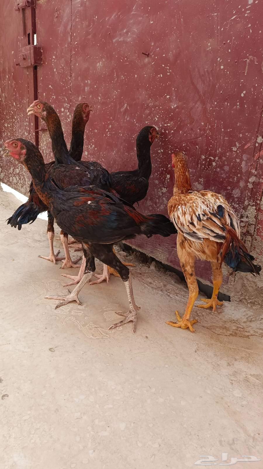 ديوك للبيع63793667271043110