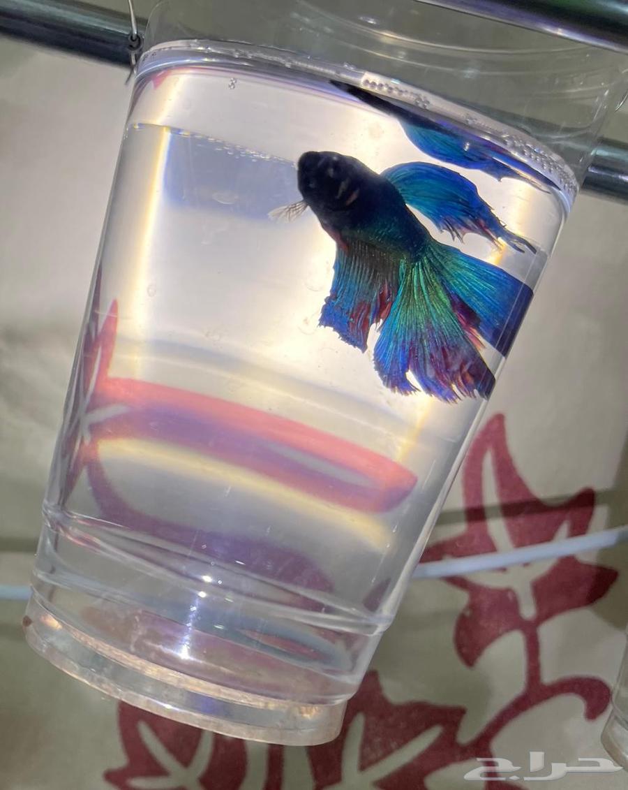 Fish fighter for sale63394698449537113
