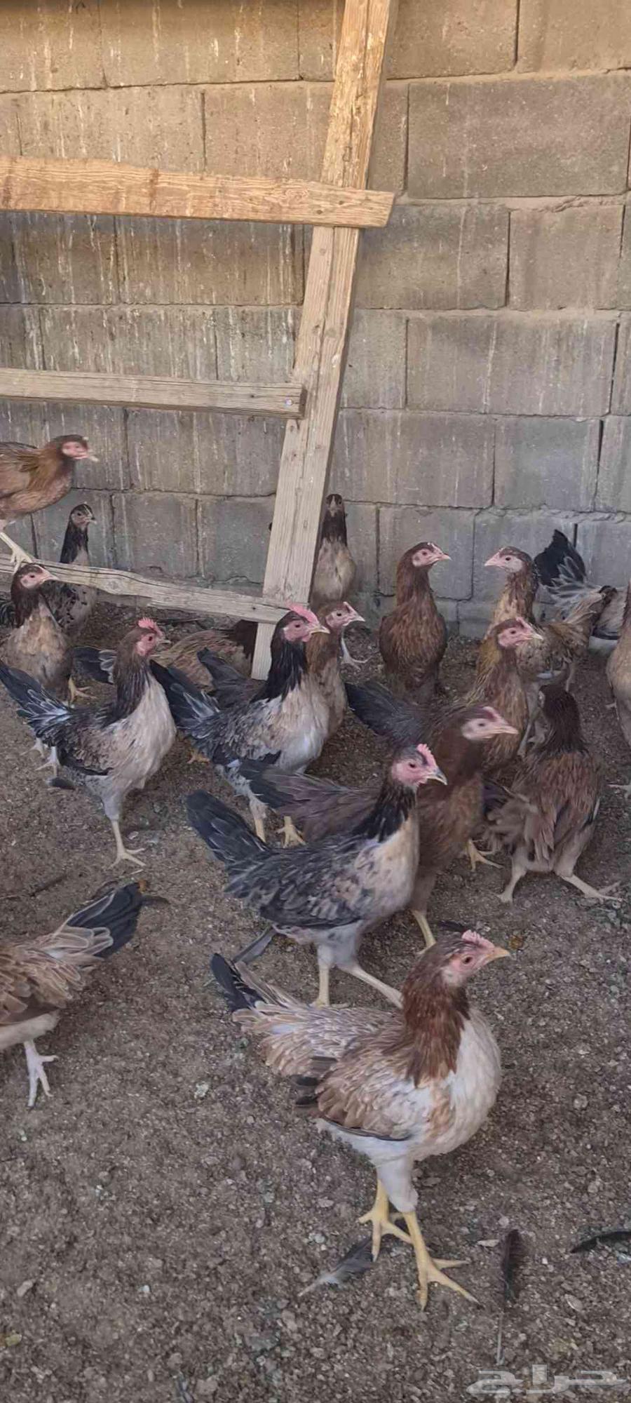 دجاج عربي ترثه63443109248513111
