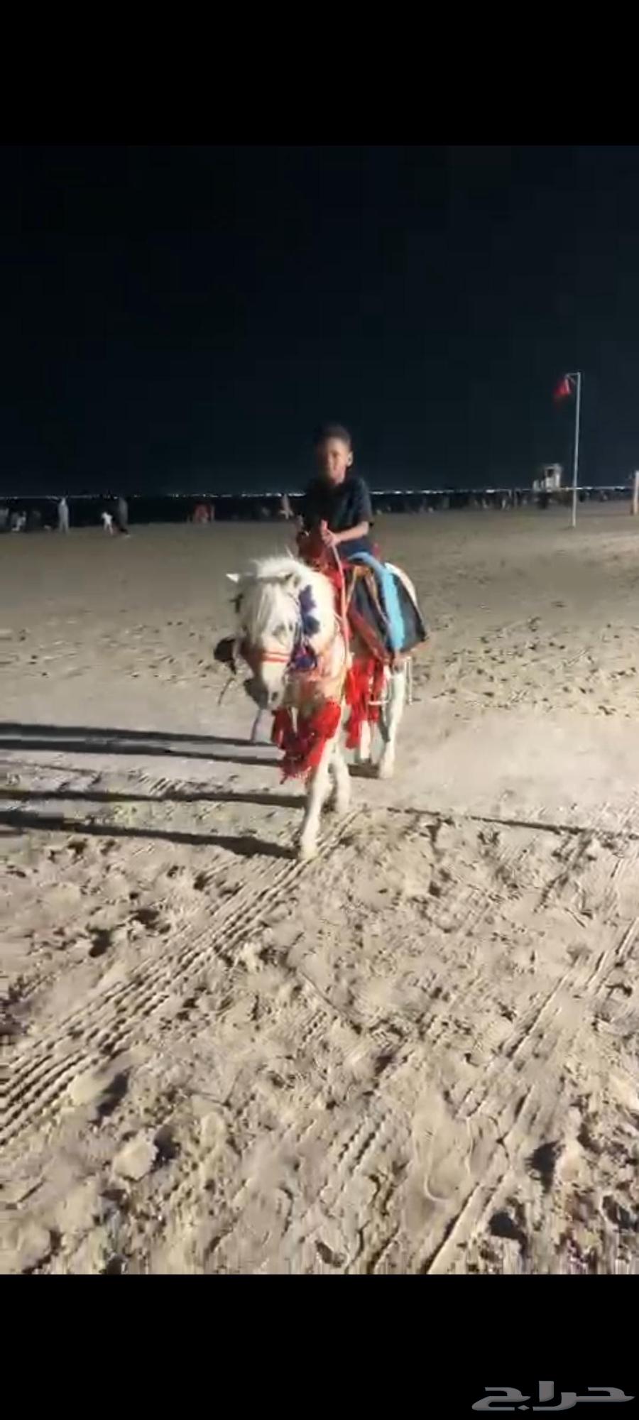 Horse, Sayasi, Camel, Horse-Drawn Carriage, and Cinderella Rental63402948911234113