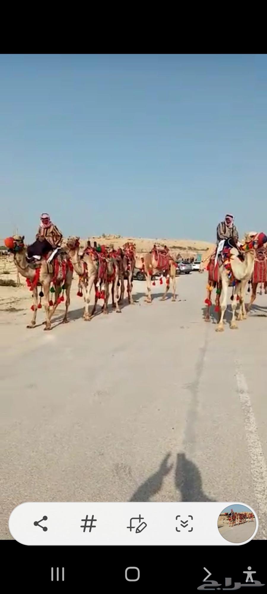 Horse, Sayasi, Camel, Horse-Drawn Carriage, and Cinderella Rental63402948911234114