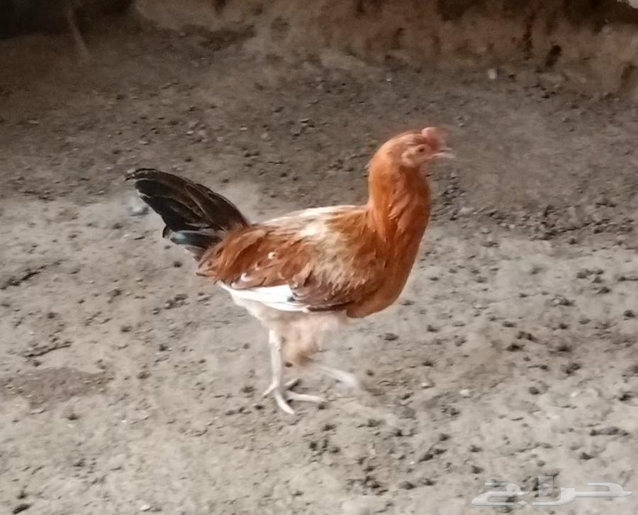 دجاج بلدي للبيع63391778795779111