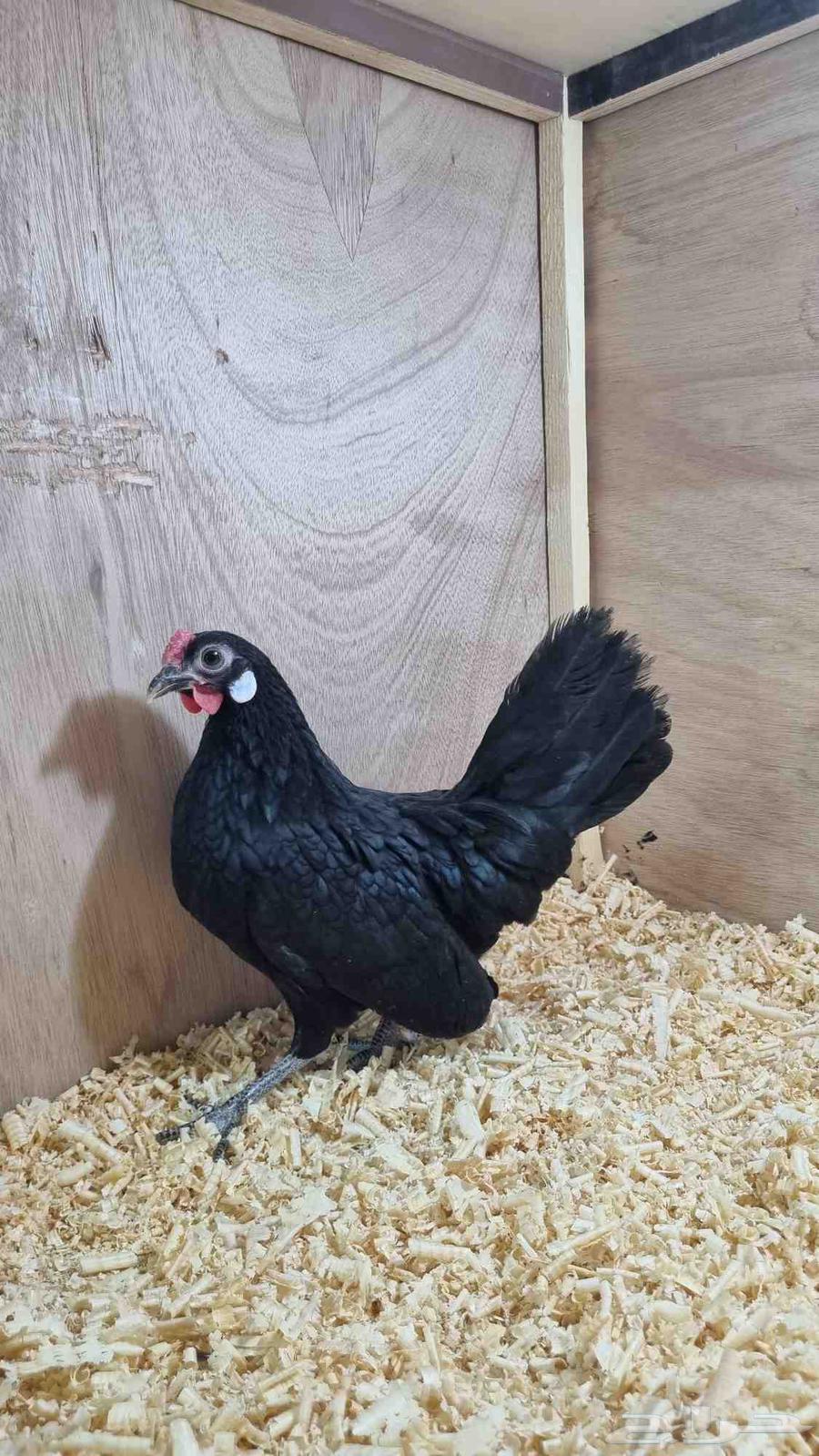 Roast chicken from the special Roz Camp63402973384963112