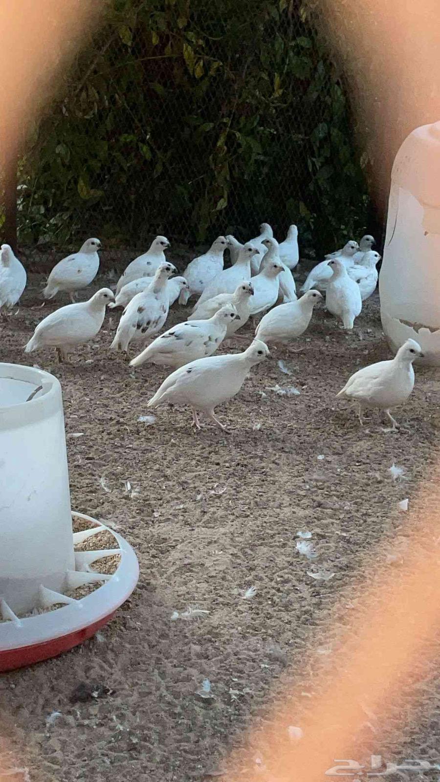 سمان بوب وايت الامريكي ابيض ابرق63392445286018111