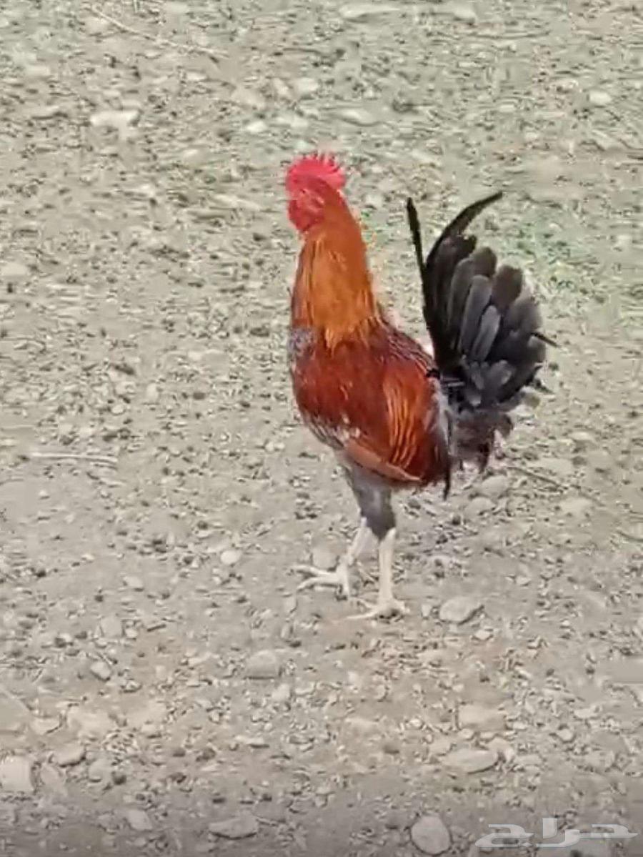 دجاج بلدي للبيع63391778795779113