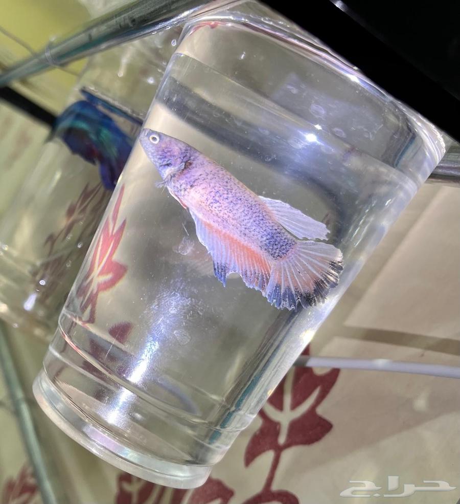 Fish fighter for sale63394698449537111