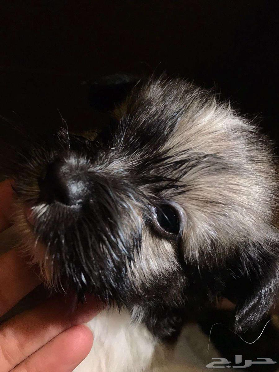 Rare breed dogs for sale63402965940994117
