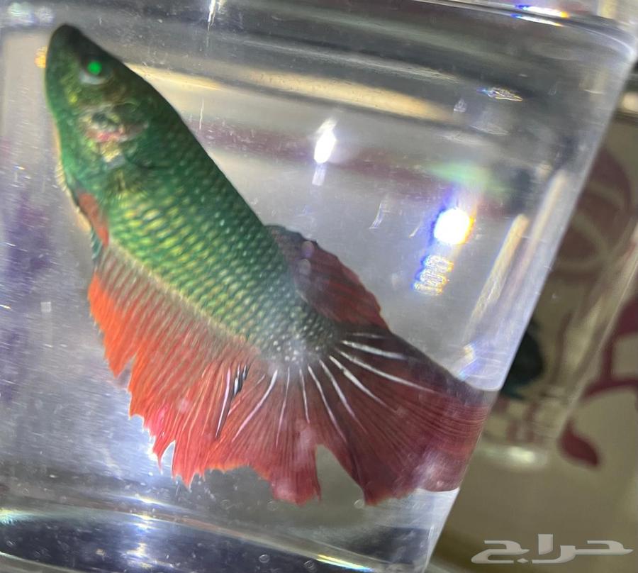 Fish fighter for sale63394698449537114