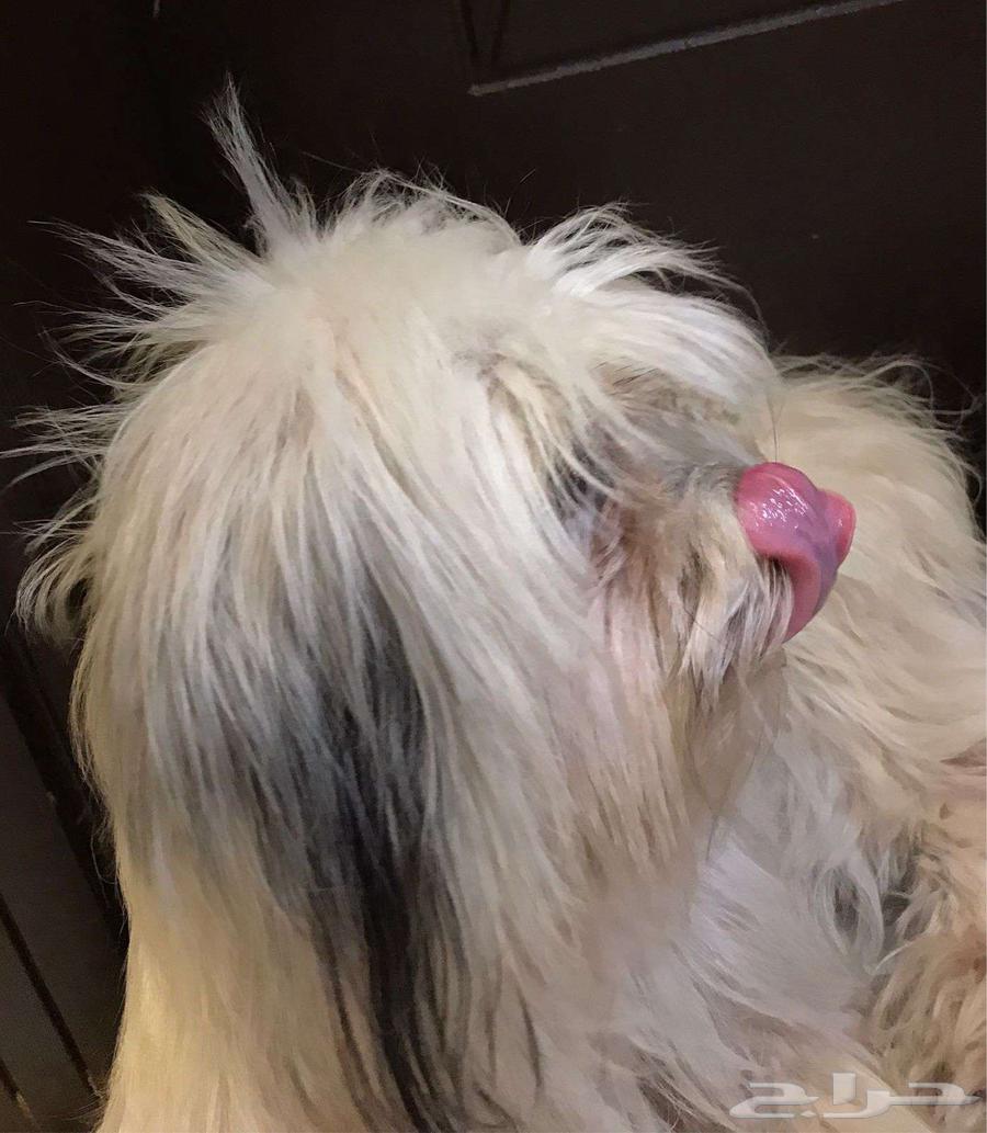 Rare breed dogs for sale63402965940994111