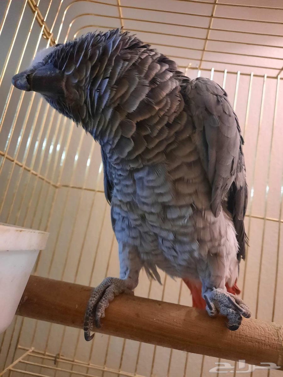 ببغاء كاسكو63391780910851113
