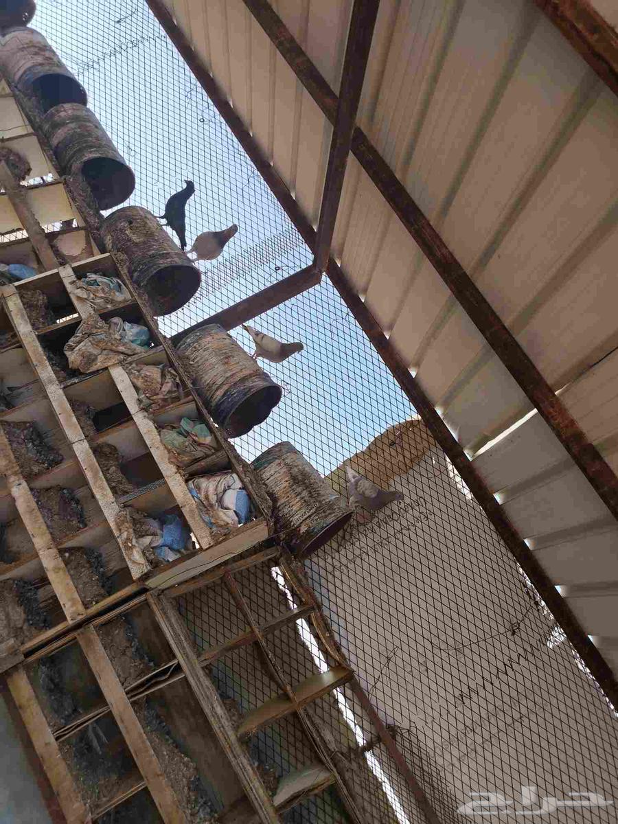 حمام للبيع63392067467010112