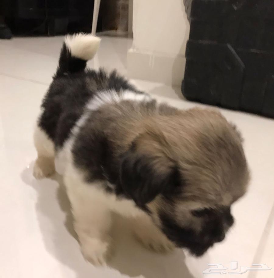Rare breed dogs for sale63402965940994114