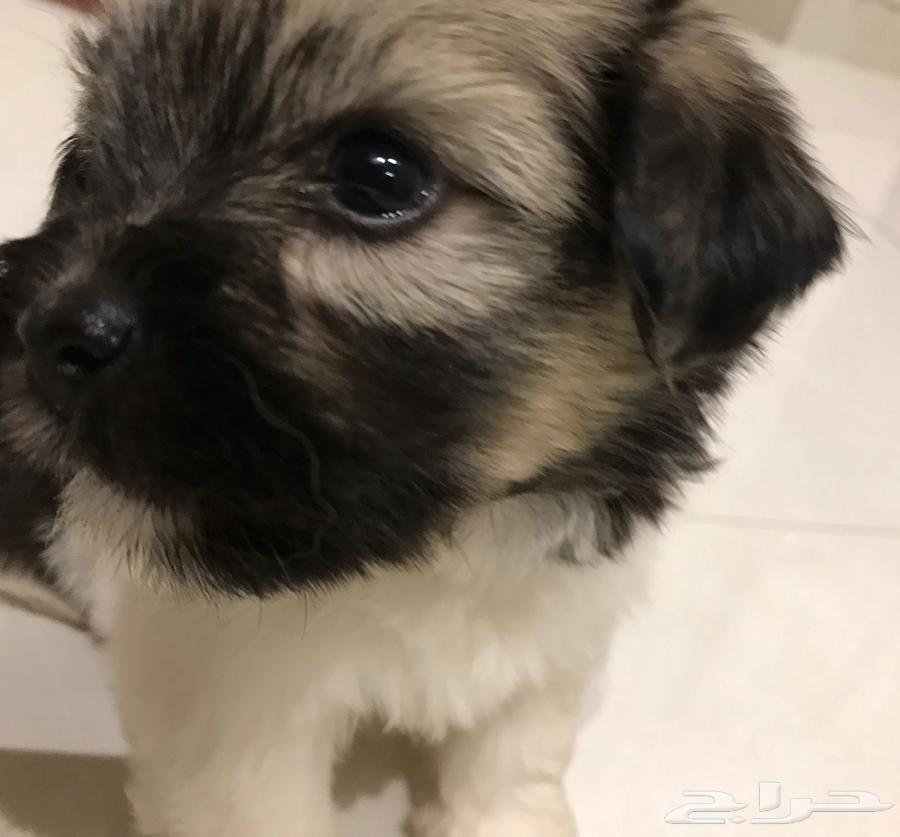 Rare breed dogs for sale63402965940994112