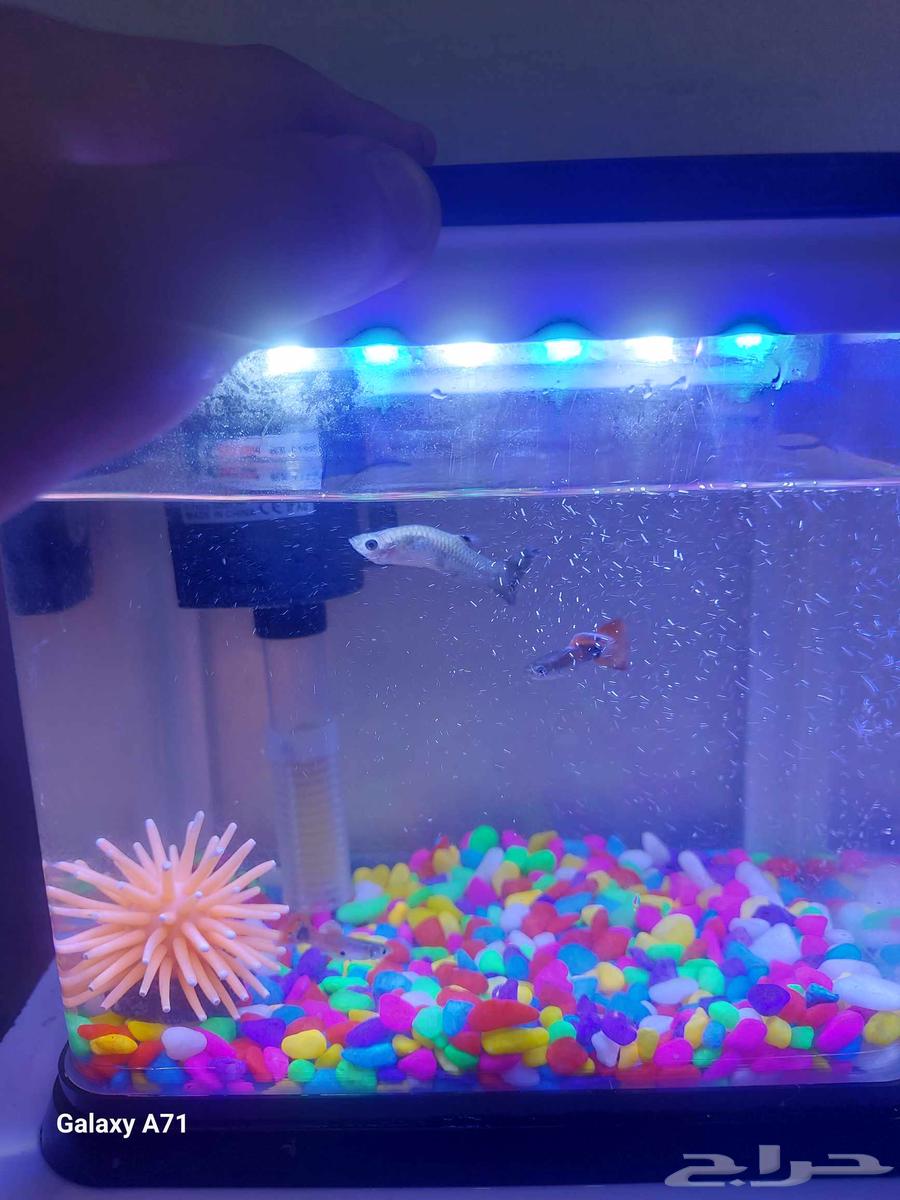 A fish tank with guppy fish63394722786819119