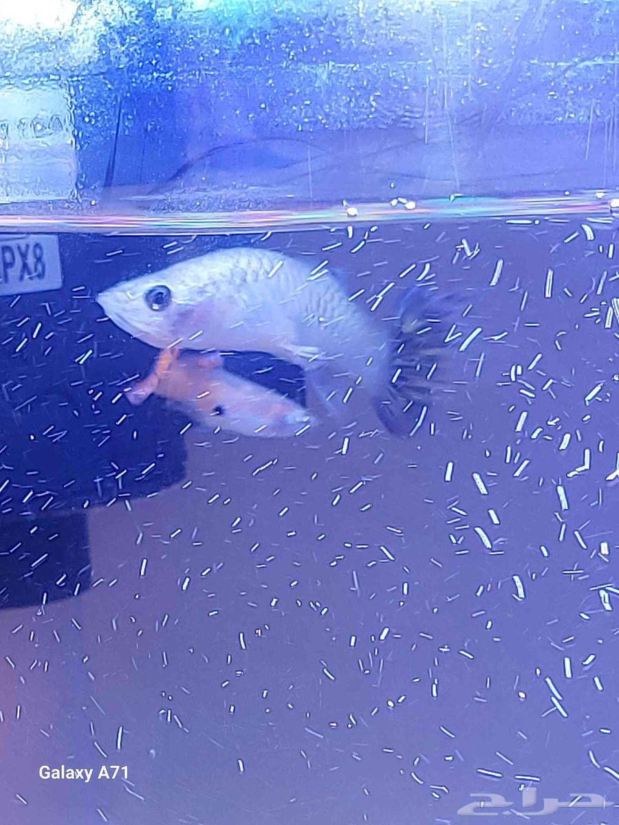 A fish tank with guppy fish63394722786819111
