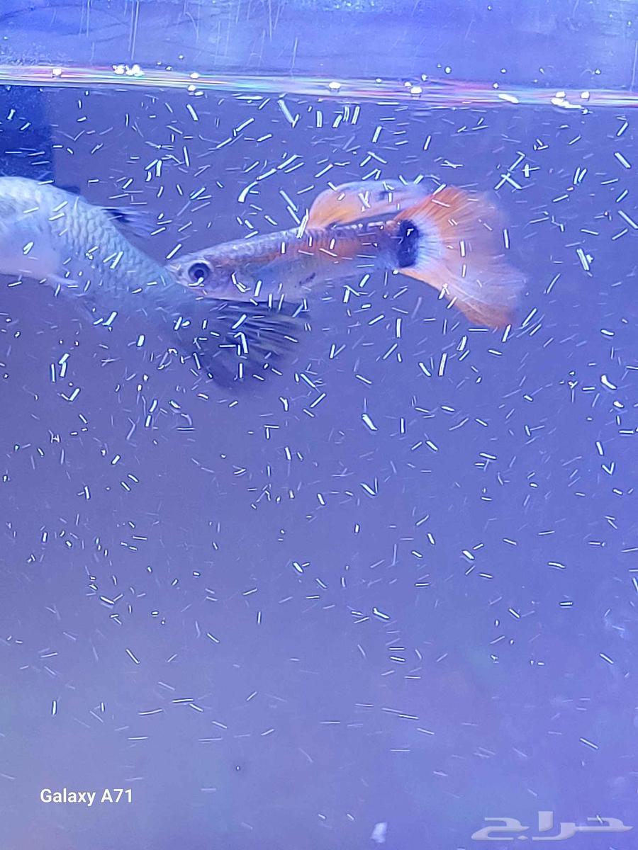 A fish tank with guppy fish63394722786819112