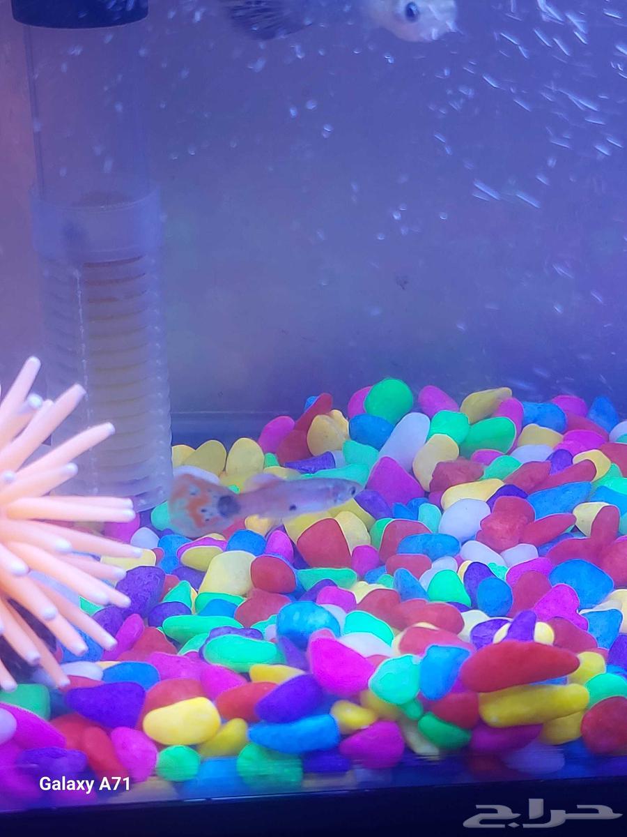 A fish tank with guppy fish63394722786819113