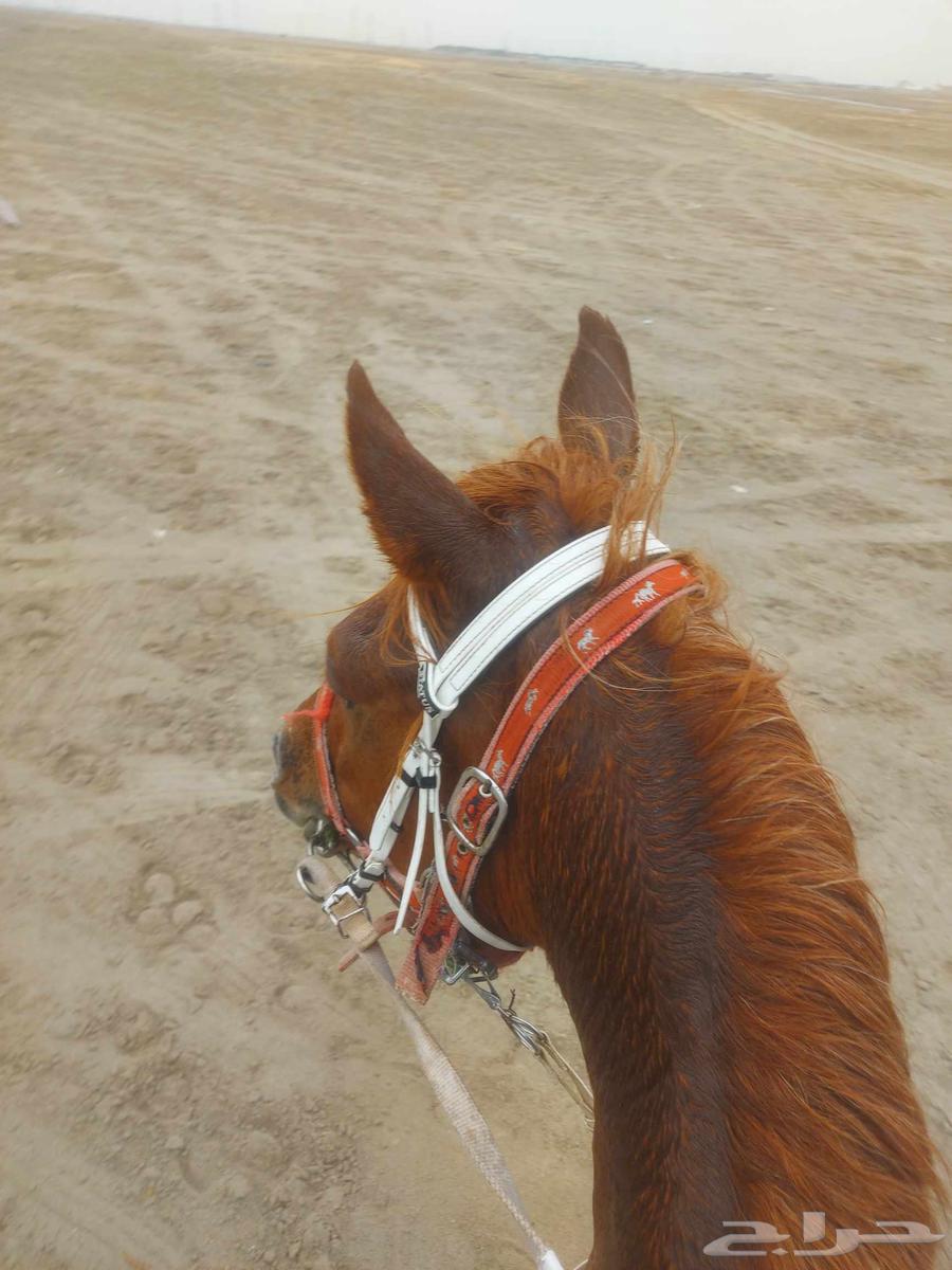 Horse, Sayasi, Camel, Horse-Drawn Carriage, and Cinderella Rental63402948911234112