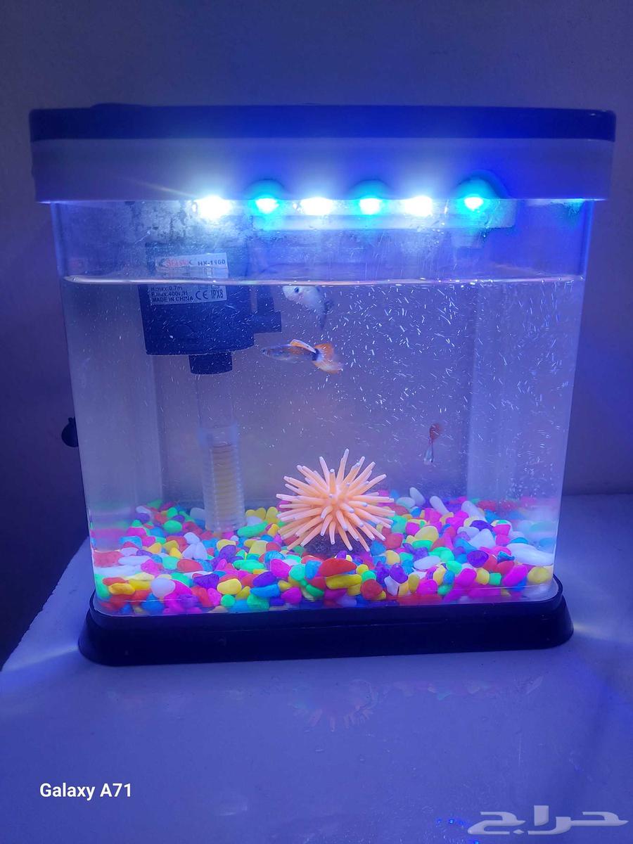 A fish tank with guppy fish63394722786819114