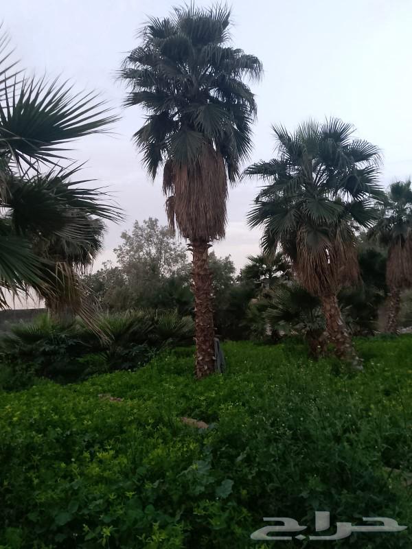 نخل وشنطني زينه63402953675011114