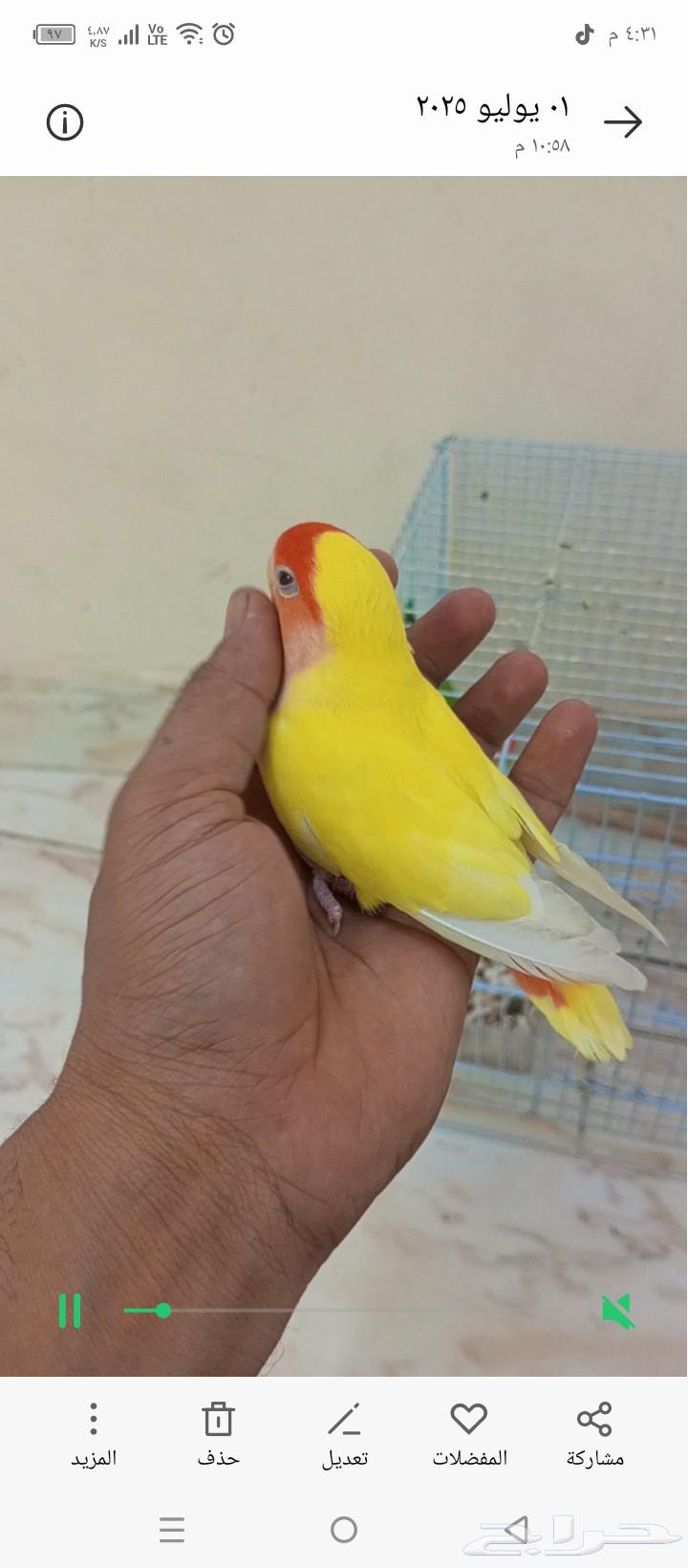 للبيع طير روزانثي اليف هدد مزاجي 150ريال63392724097027112