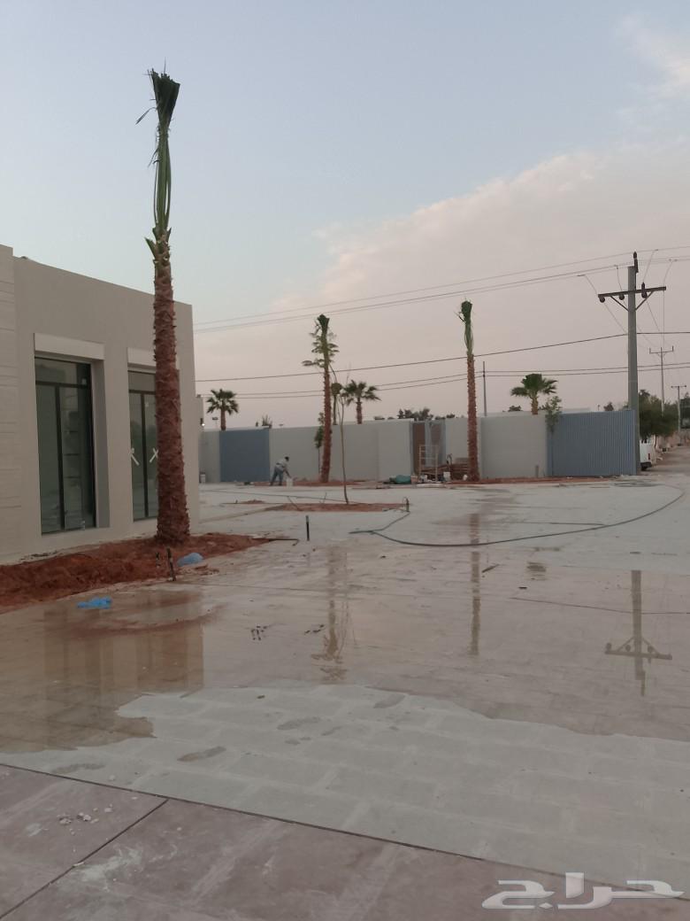 نخل وشنطني زينه63402953675011113
