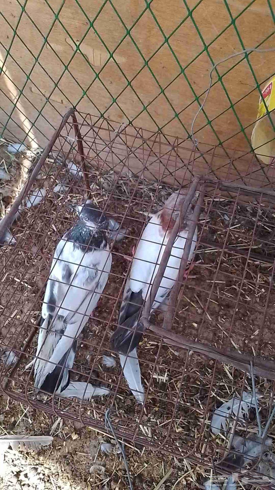 Available Pakistani Ajoos Pigeons, Syrian Ajoos, and Zaajel63390684151297113