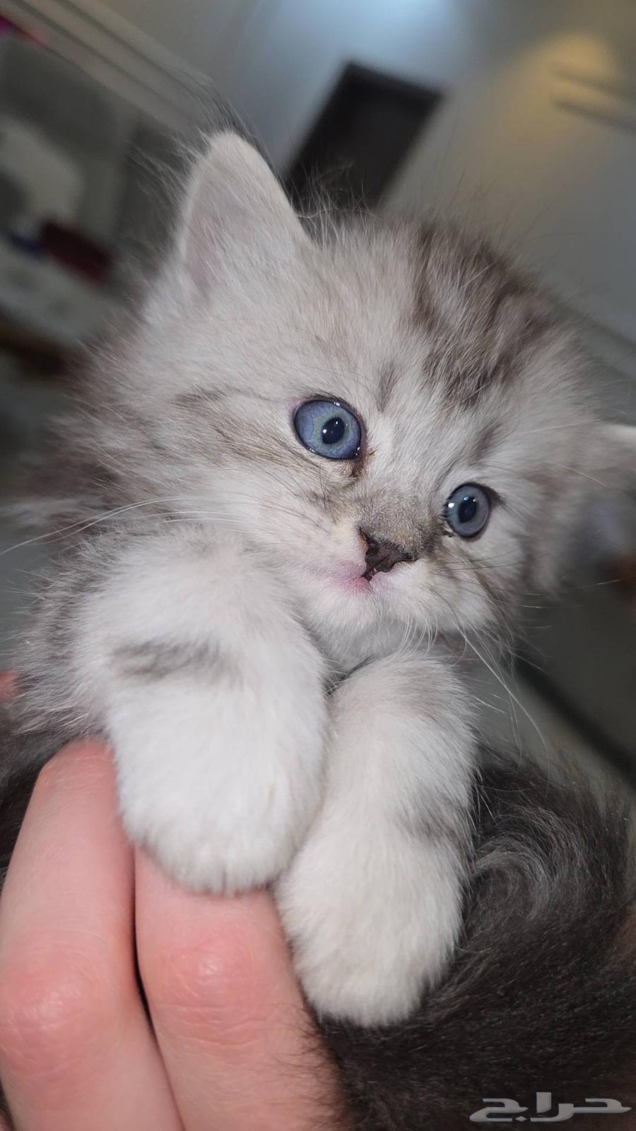 2 kittens mix ragdoll shirazi American63074559348483114