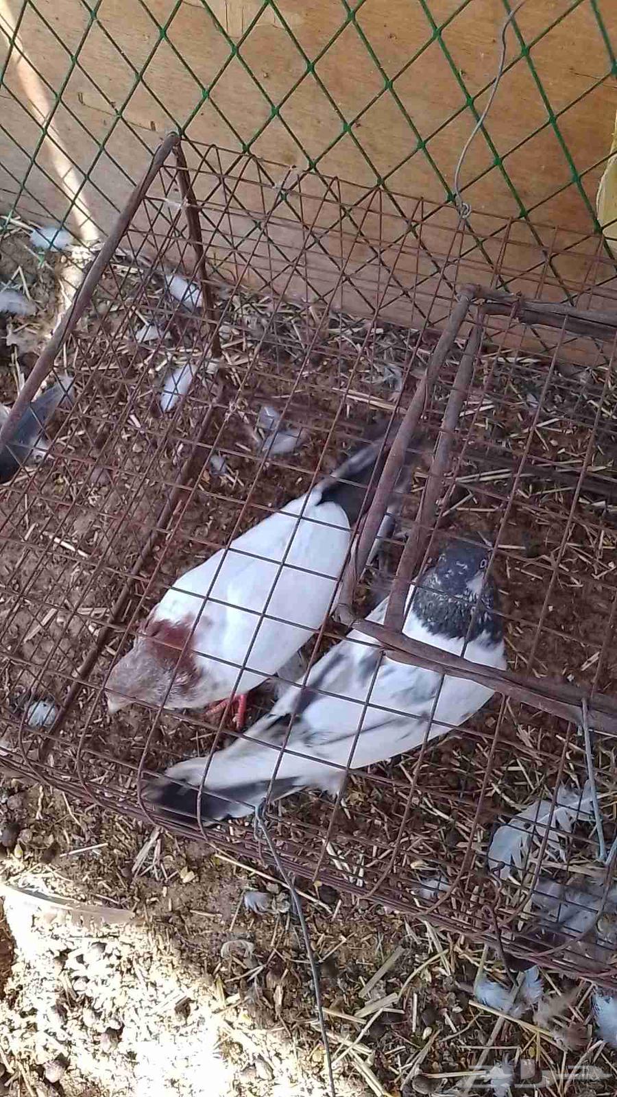 Available Pakistani Ajoos Pigeons, Syrian Ajoos, and Zaajel63390684151297112